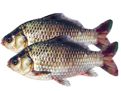 泥鳅可治阳痿 13种常见食用鱼类的养生功效对