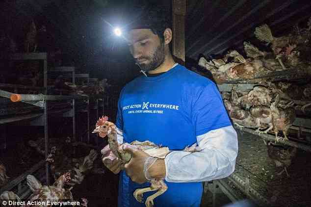 美国一动物组织200人围堵华人家禽店 硬闯“救鸡”