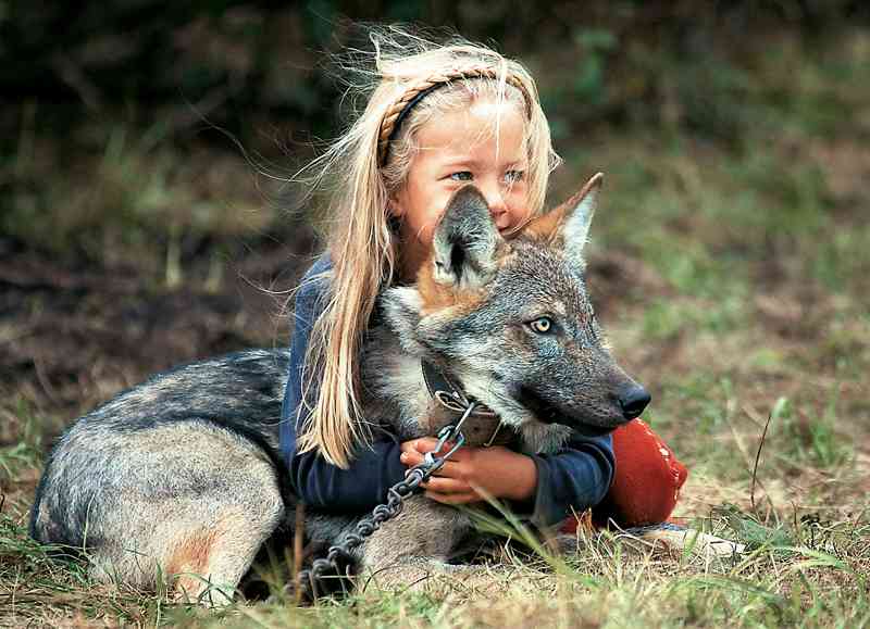 家中养野狼，女儿经常骑狼玩耍，让狼咬人都不咬
