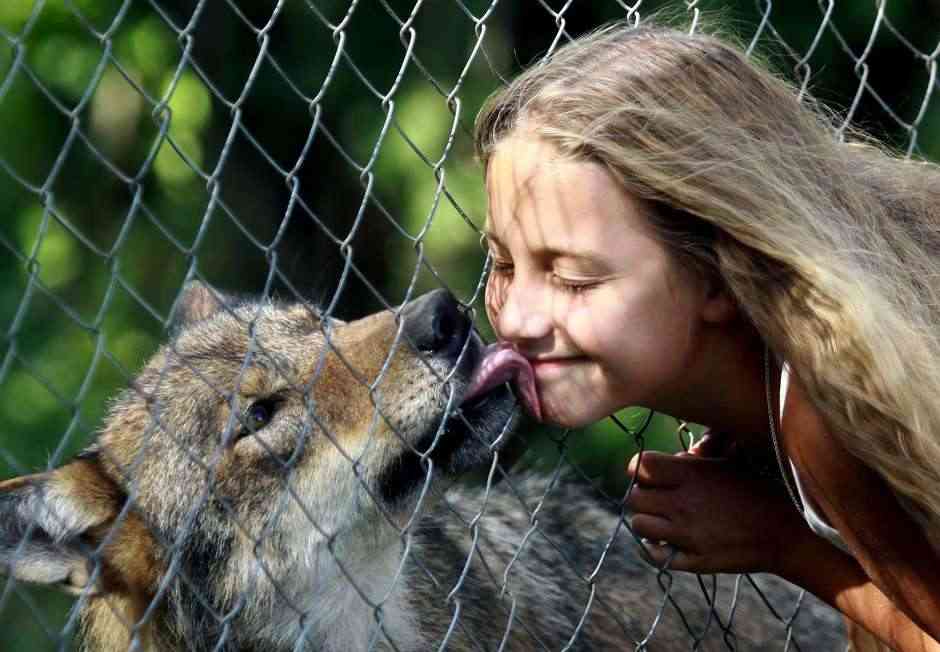 家中养野狼，女儿经常骑狼玩耍，让狼咬人都不咬