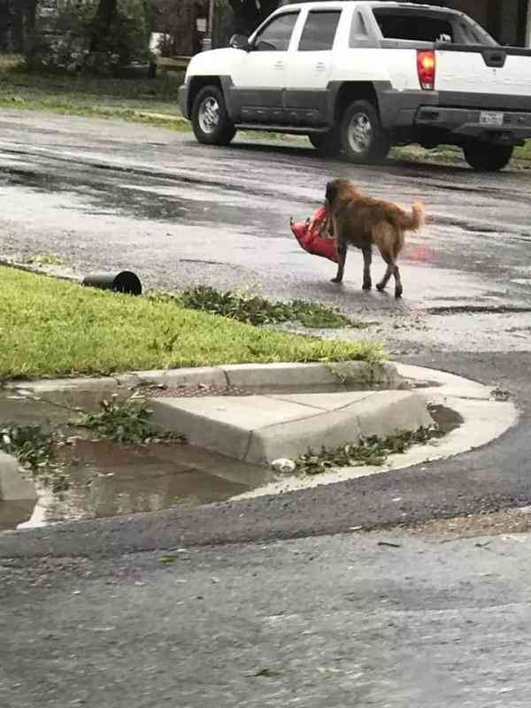 一只狗狗在飓风来临前走失，再发现它时所有人都笑喷
