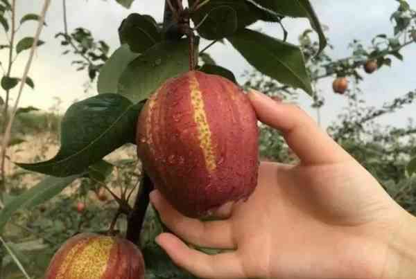 农民不种苹果，种植“梨族新秀”，年赚二十万