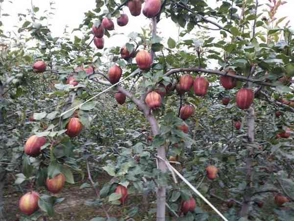农民不种苹果，种植“梨族新秀”，年赚二十万