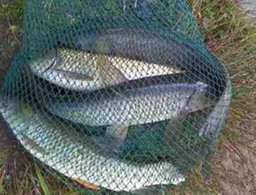 水产养殖：草鱼的繁殖方法及饲喂管理